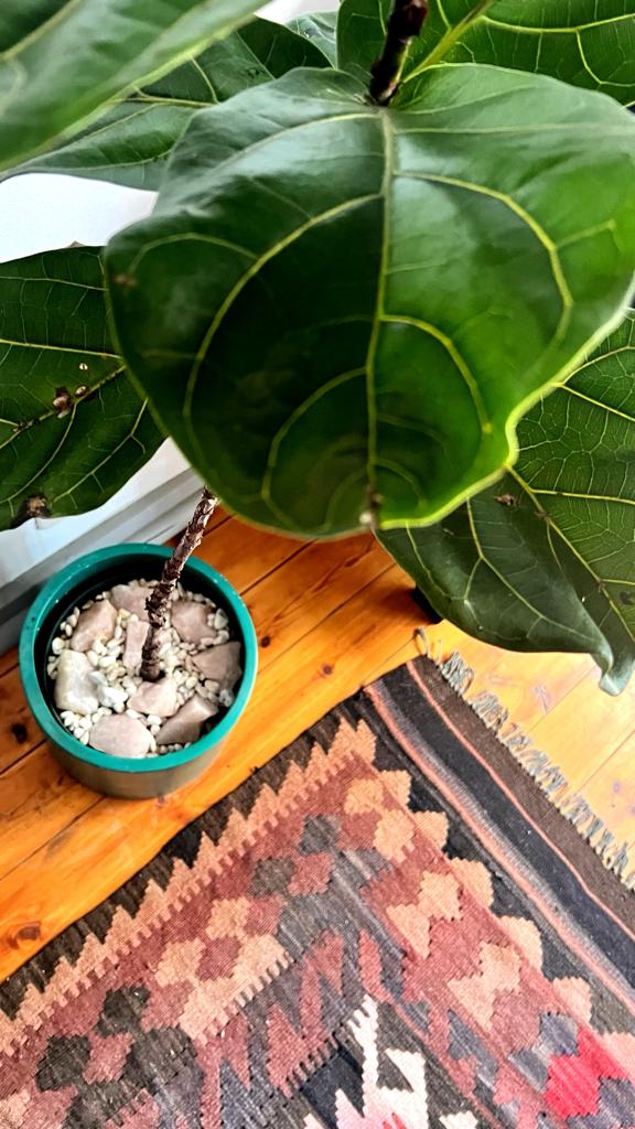 Boho Modern Guestroom Interiors
