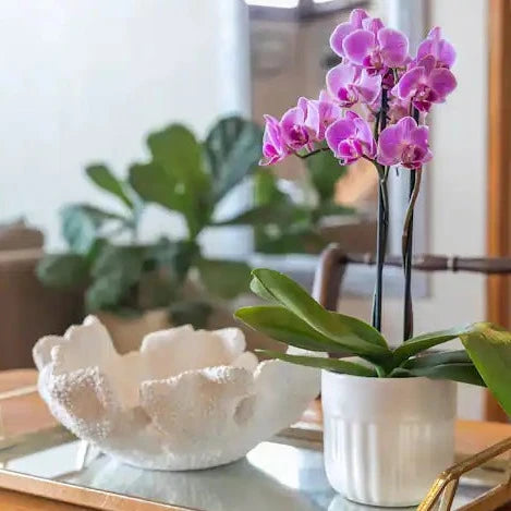 Guesthouse Interior styling