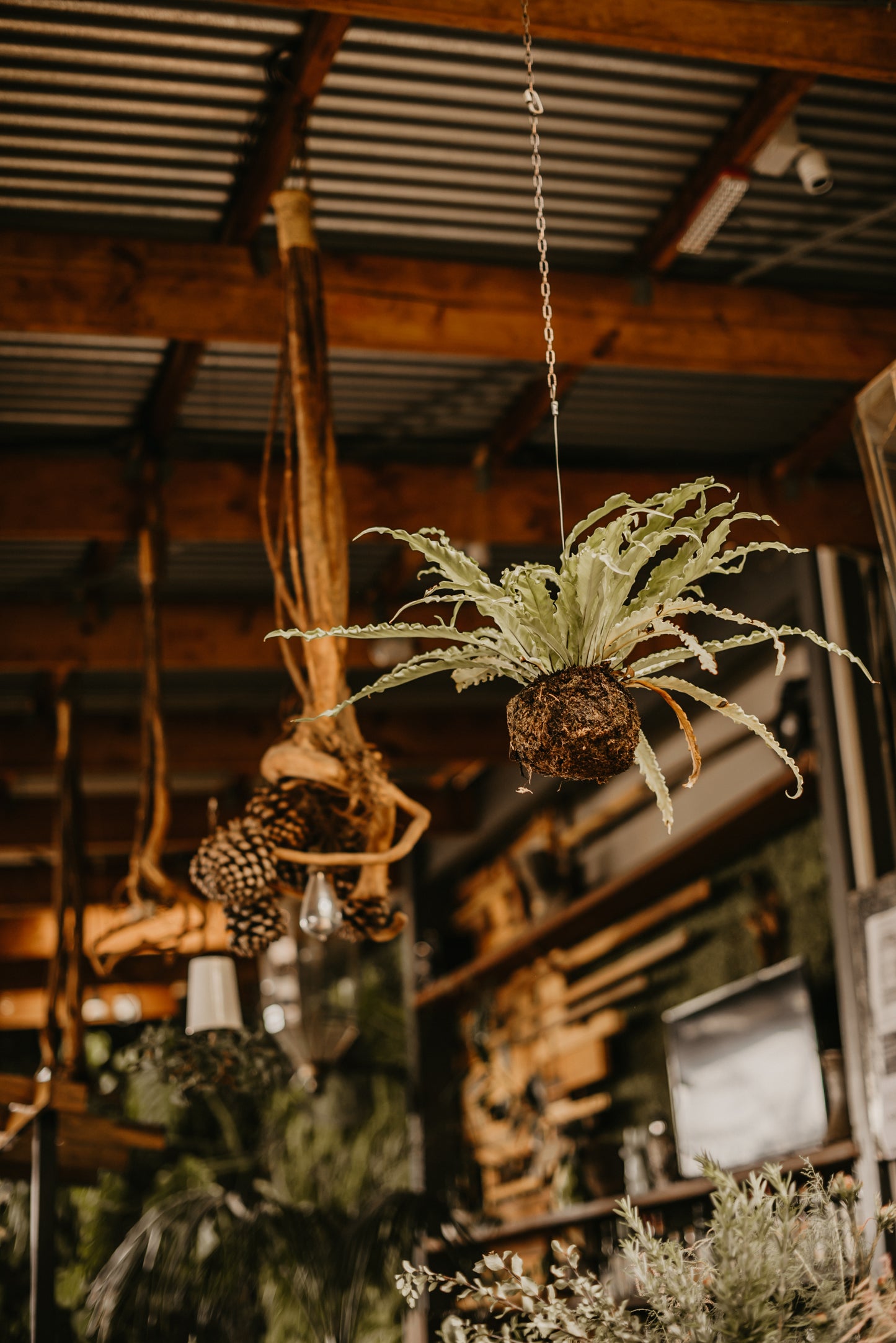 Rental - Pots & Plants