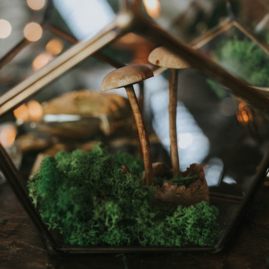 Wooden Mushrooms - Rental