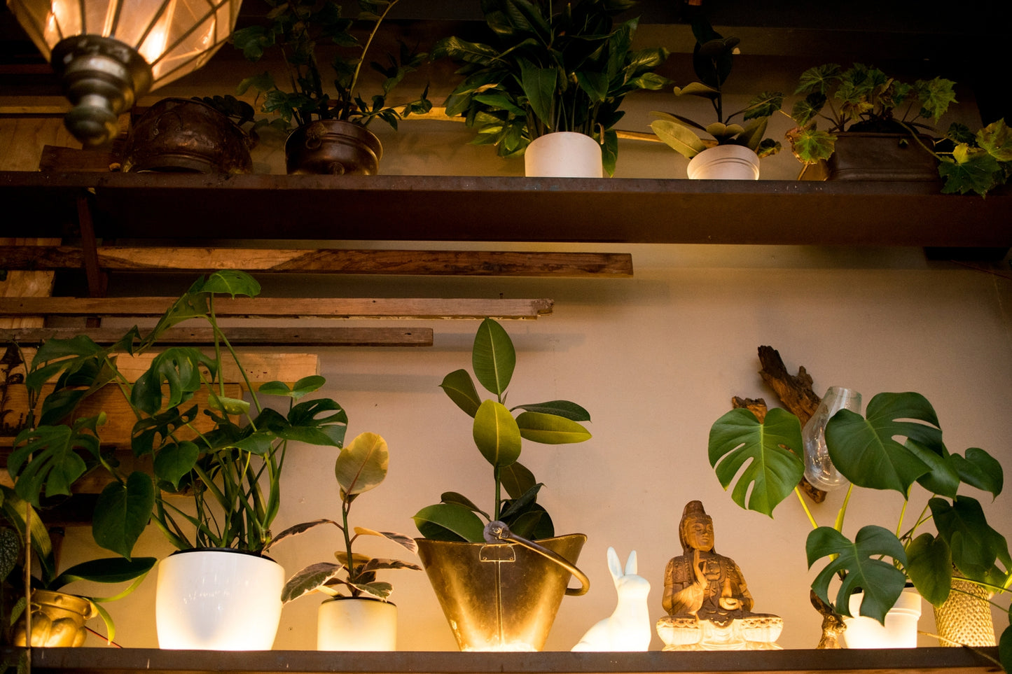 Rental - Pots & Plants