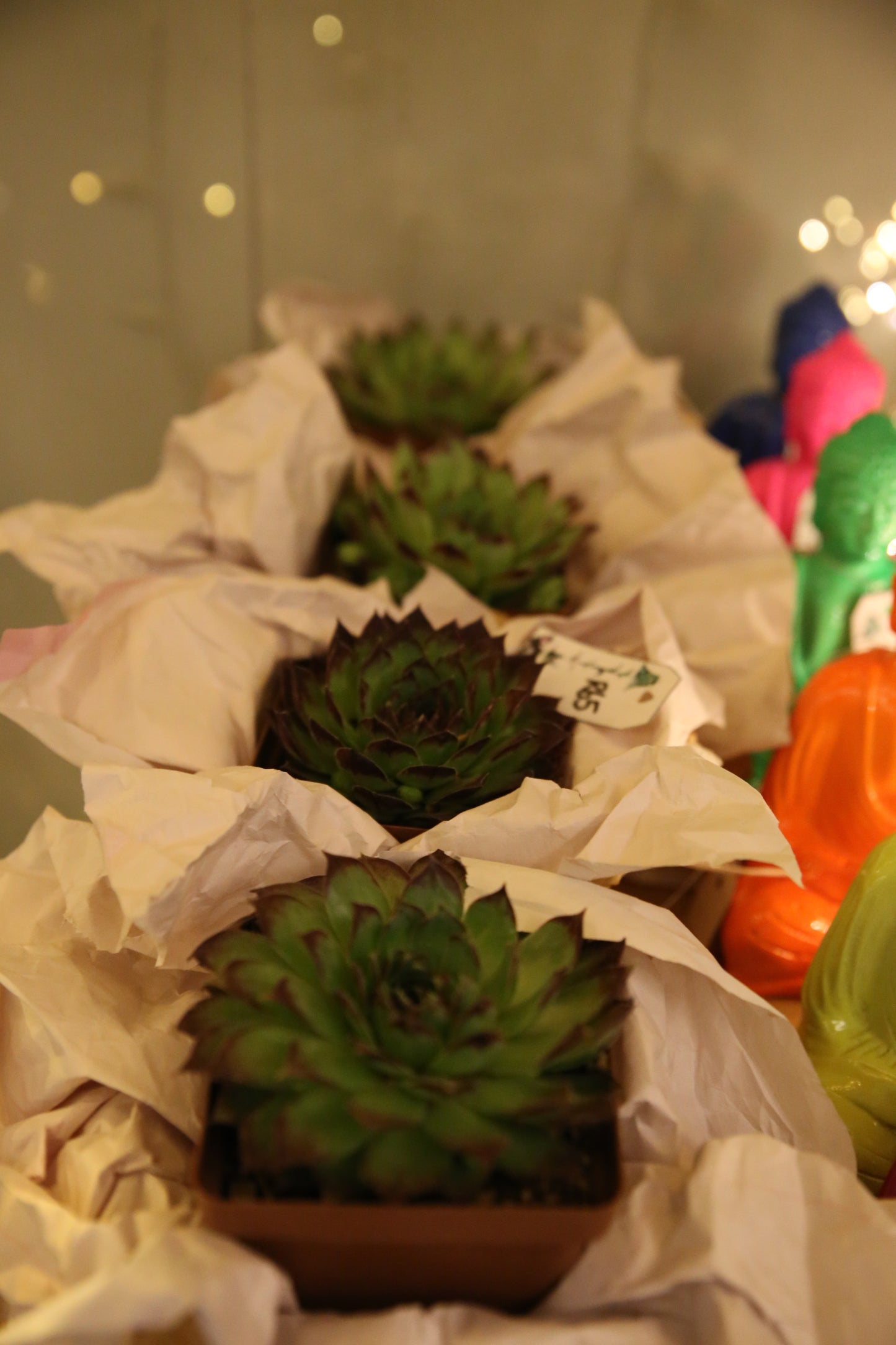 Rental - Pots & Plants