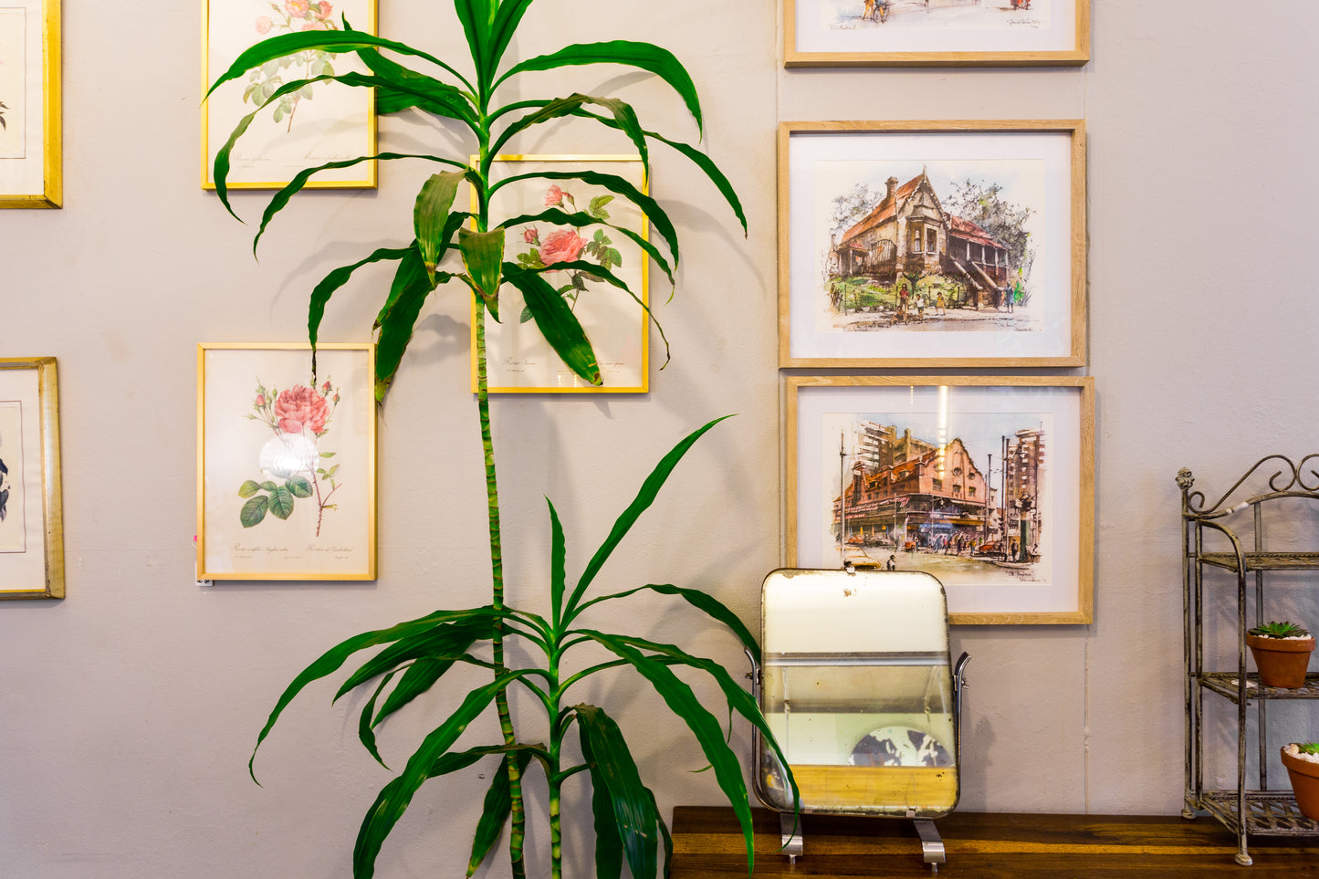 Rental - Pots & Plants