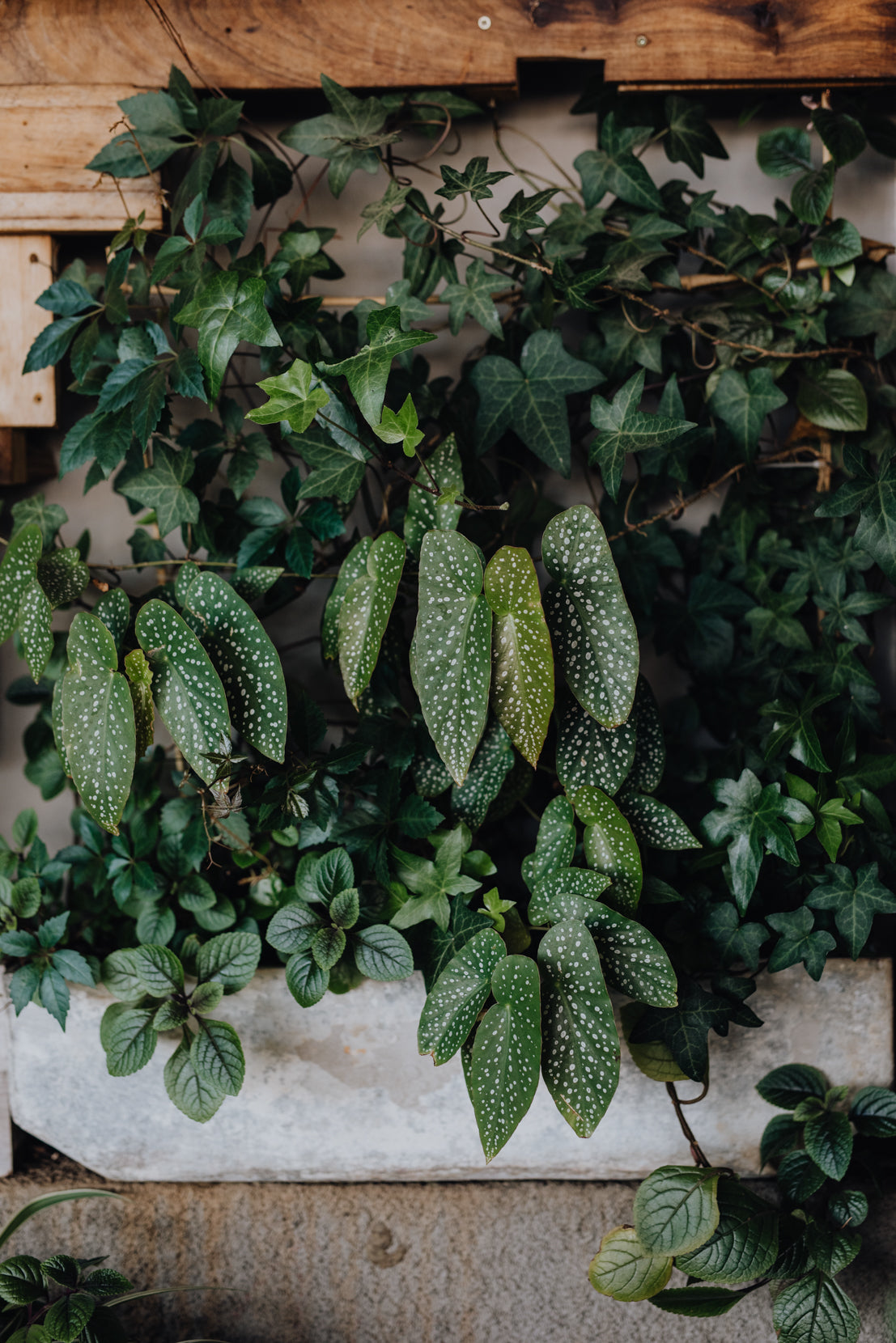 Rental - Pots & Plants