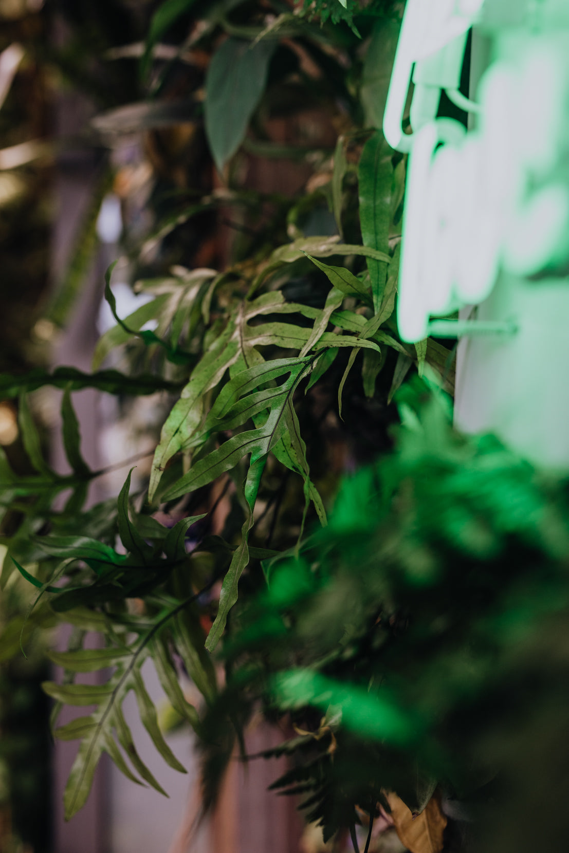 Rental - Neon Sign "Plant Love"