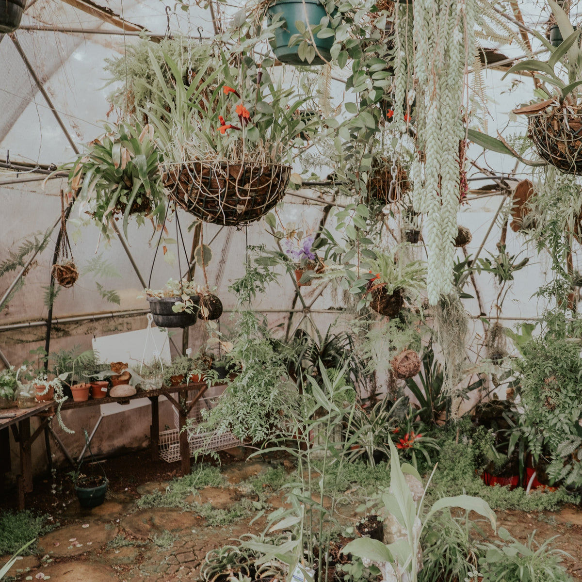 Greenhouse Plantscaping