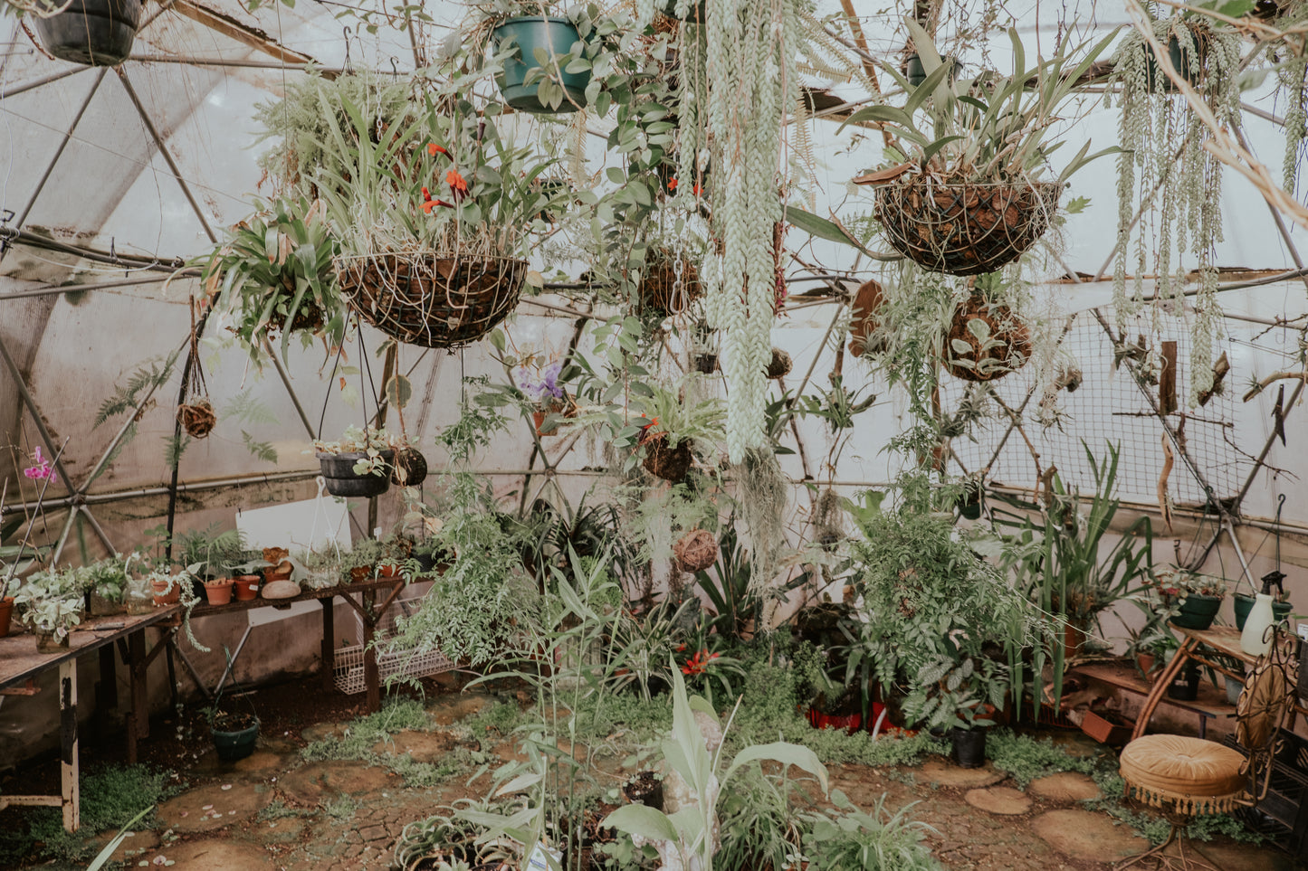 Rental - Pots & Plants