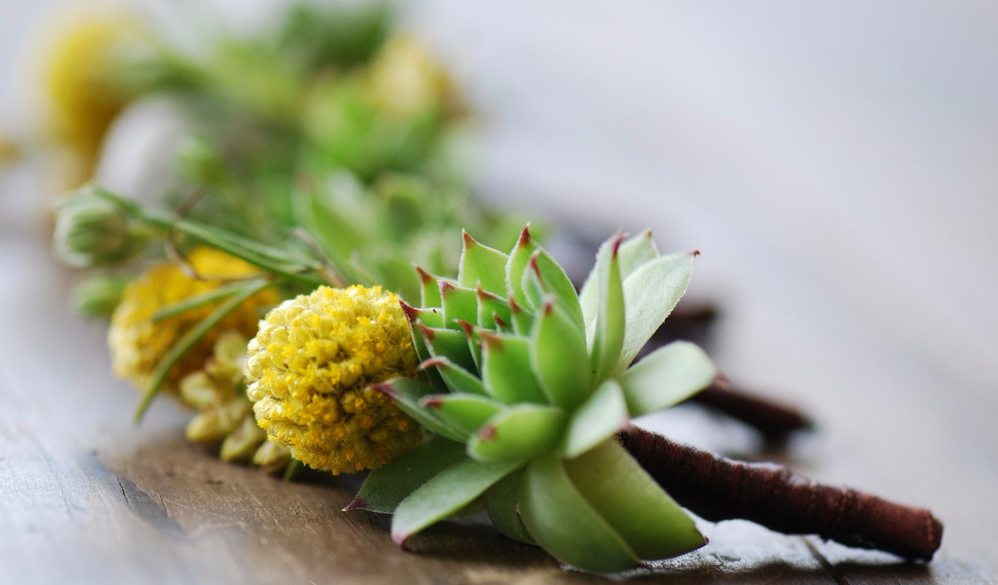 Succulent Boutonniere